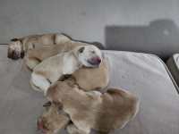 cachorros golden retriever